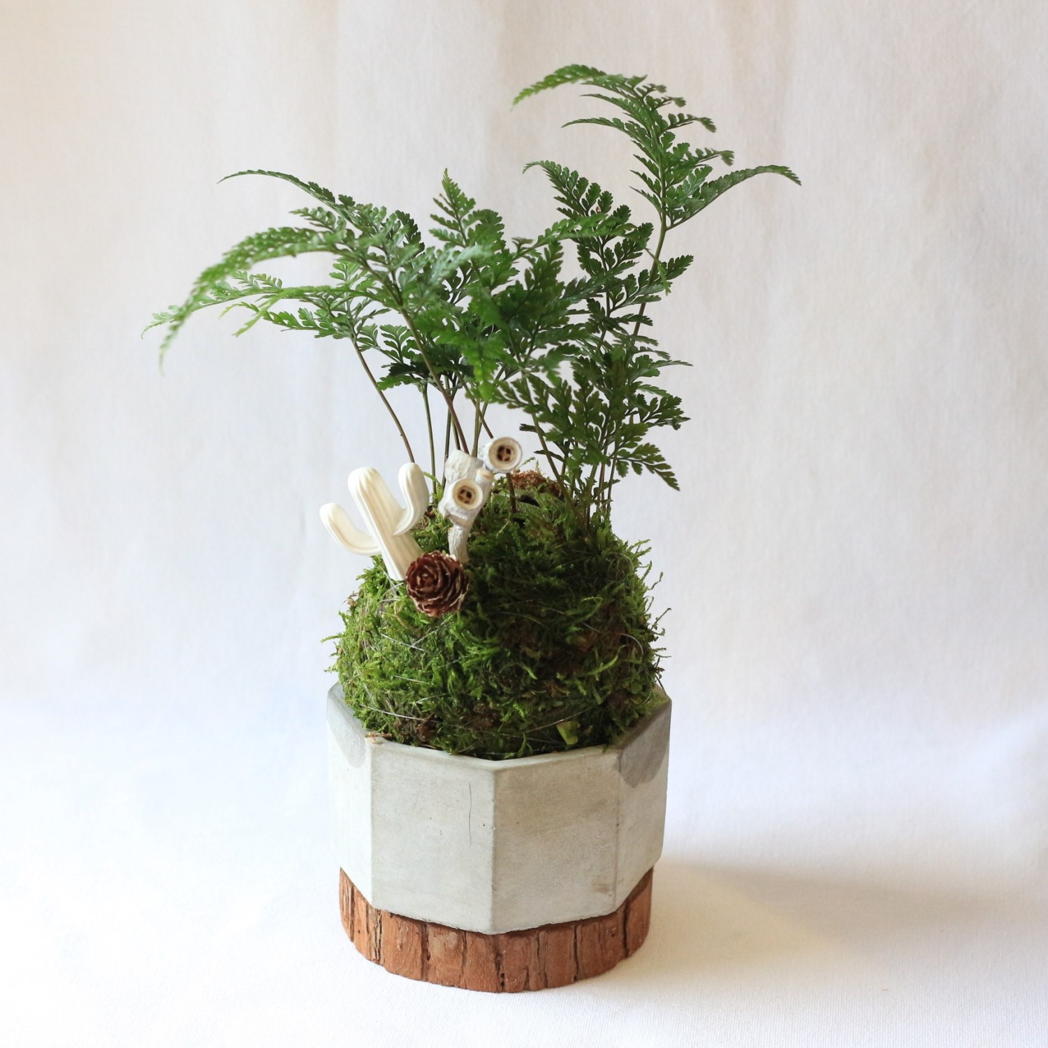 綠植星球/苔癬球+水泥盆+擴香石