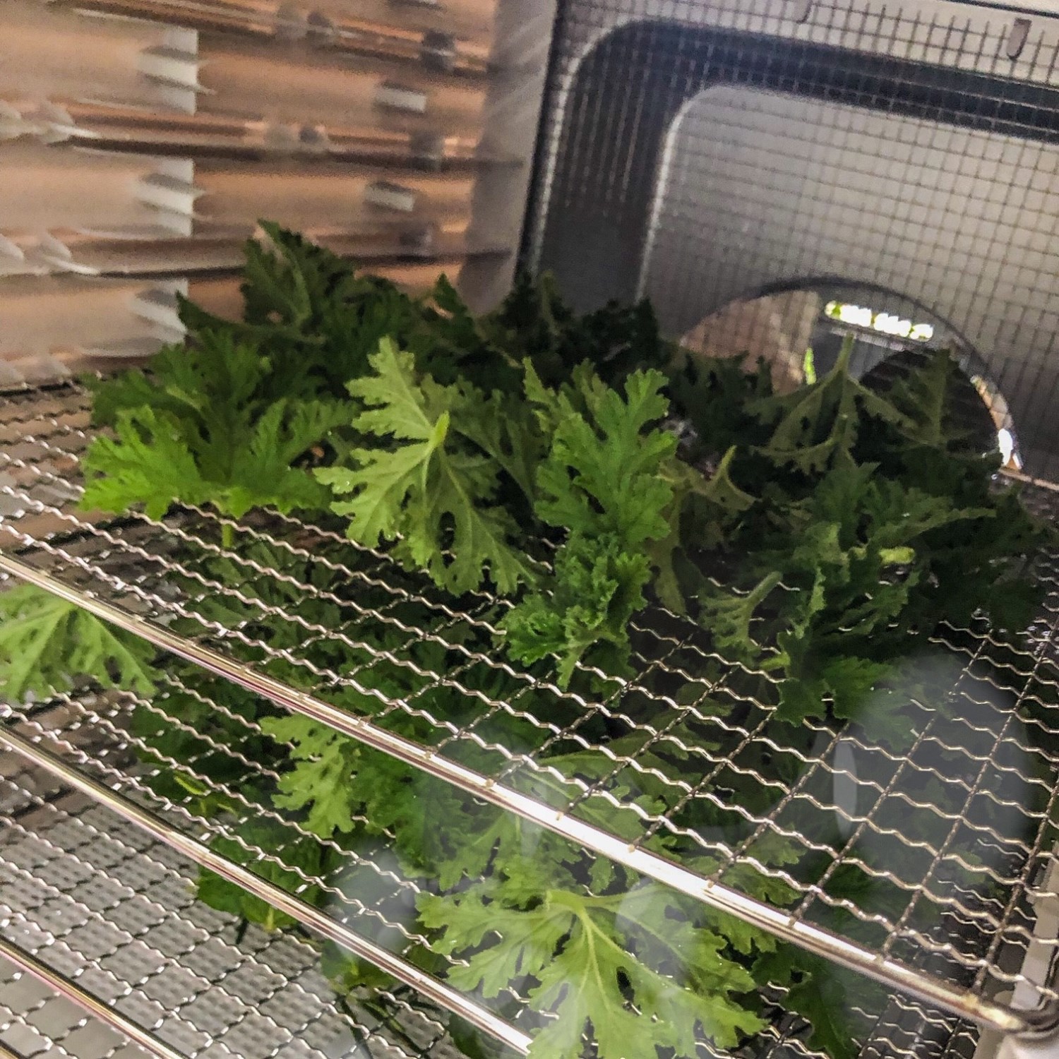 【體驗】花草茶入門課程/栽種+採摘+製茶/2人成行