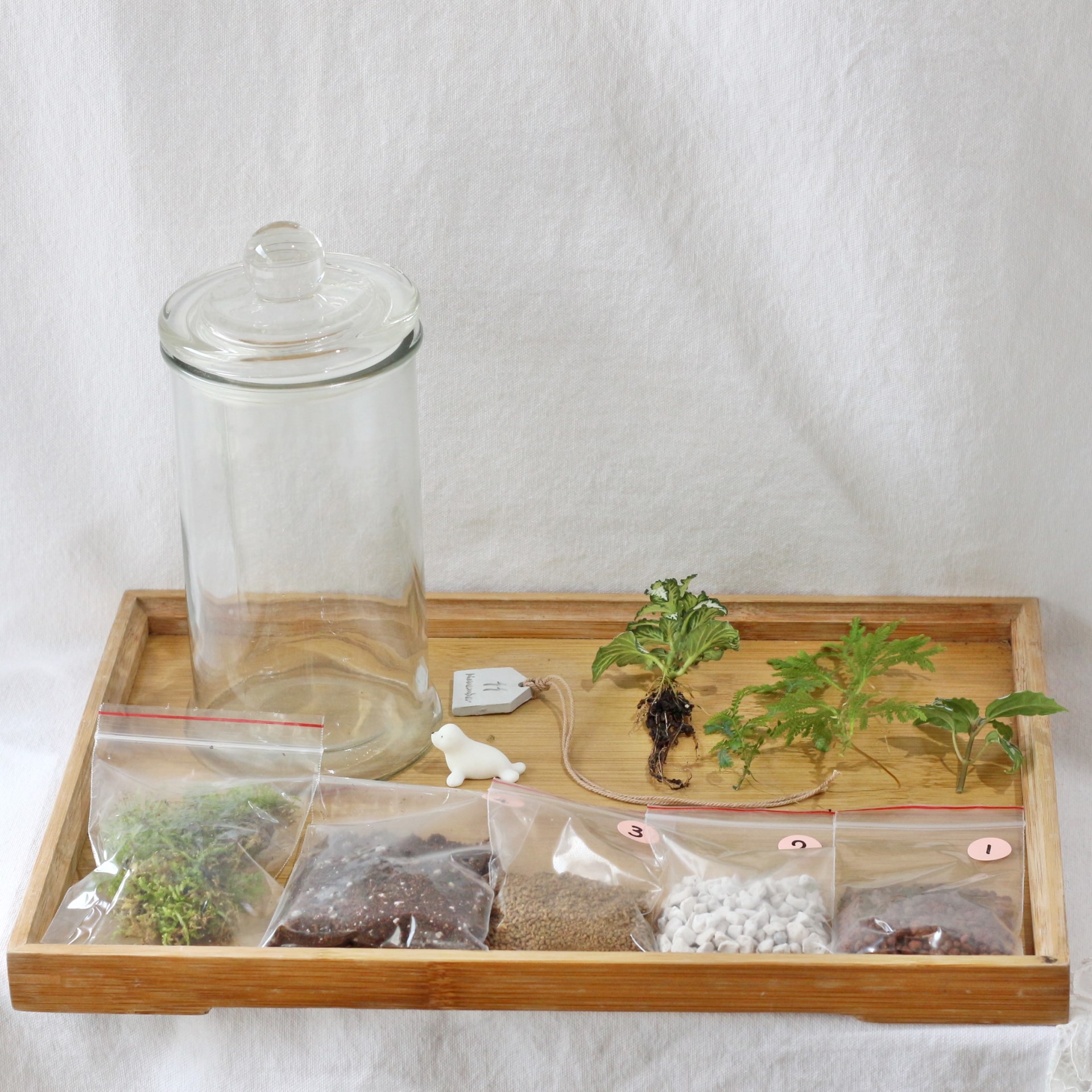 【生態瓶內部材料】介質+植物