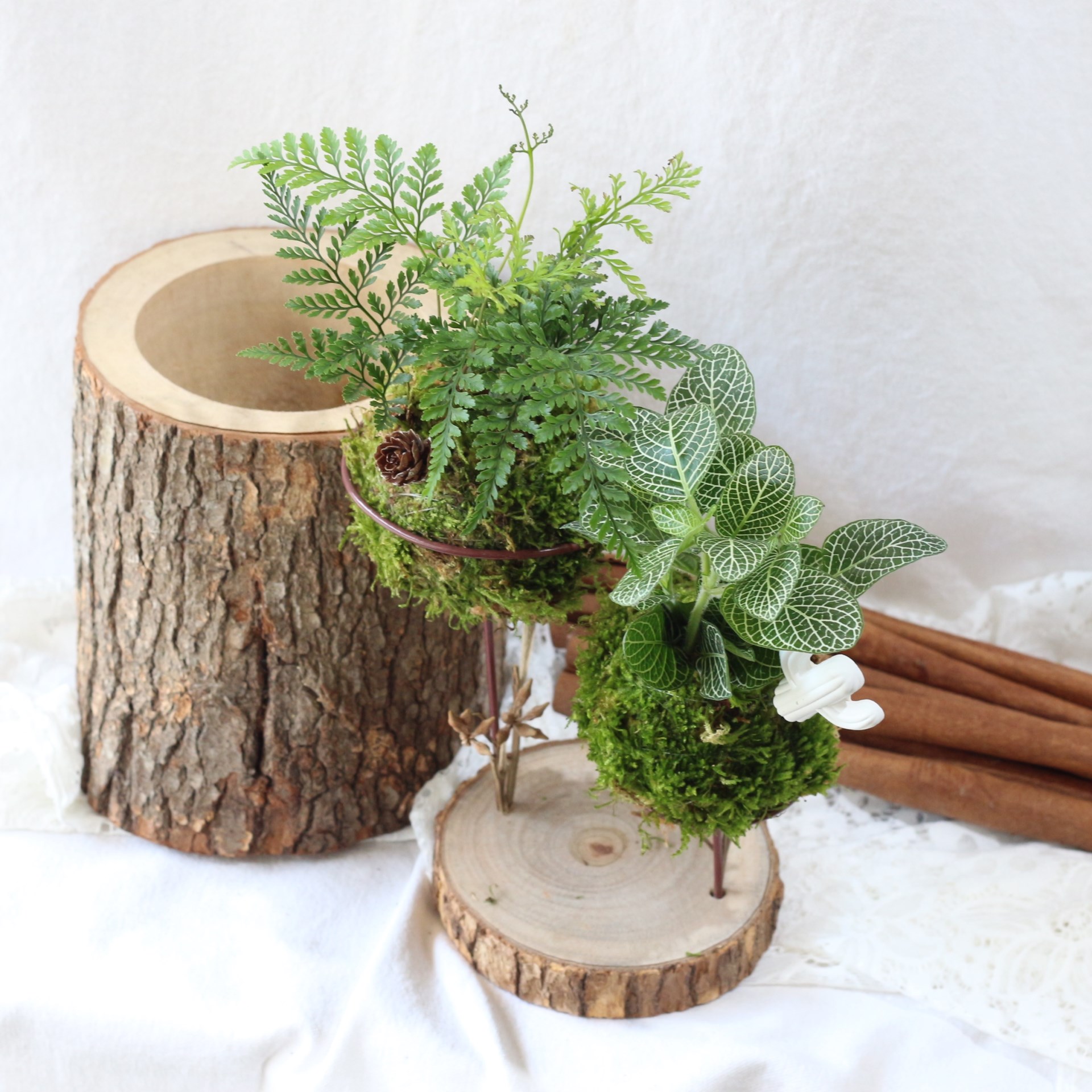 綠植星球