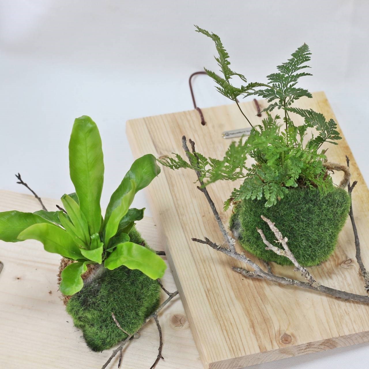 植物上板