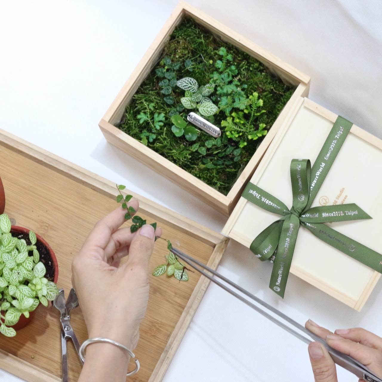 植物青苔盒
