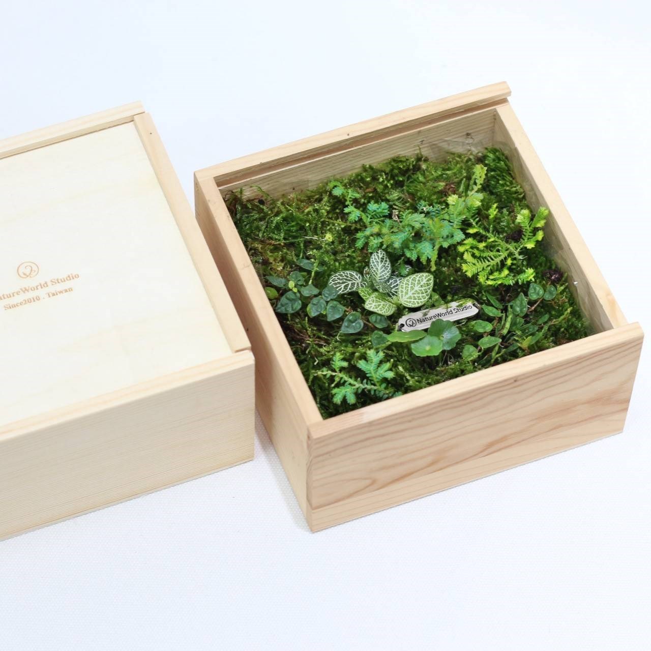 植物青苔盒