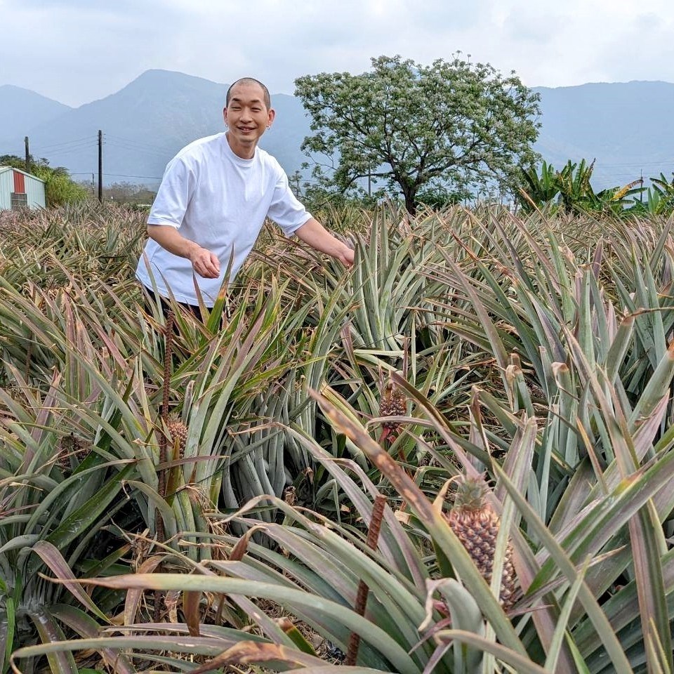【晨星】鳳梨香草風味釀酒DIY材料包+教學影片【完美10件組】