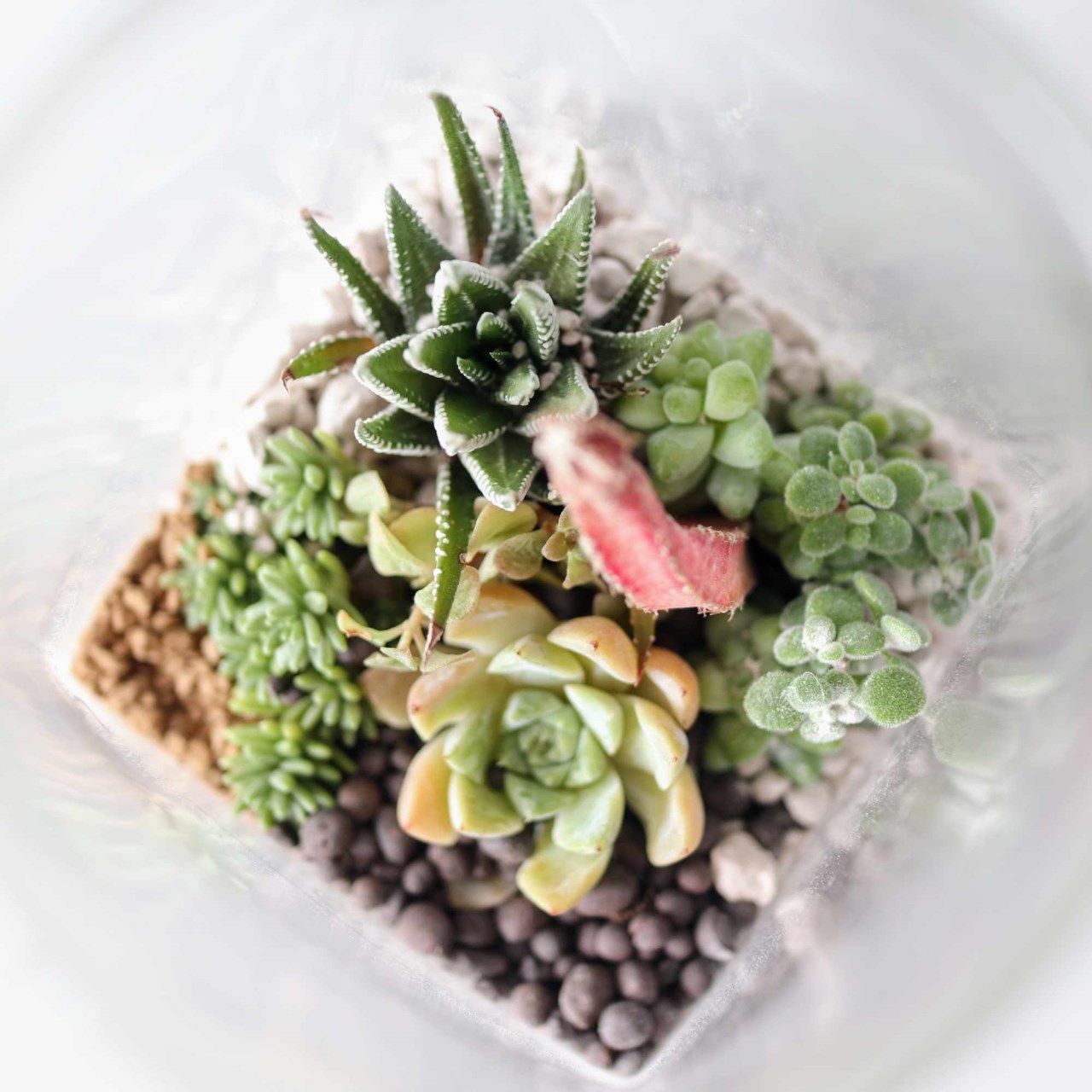 沙漠生態植物瓶/DIY材料包