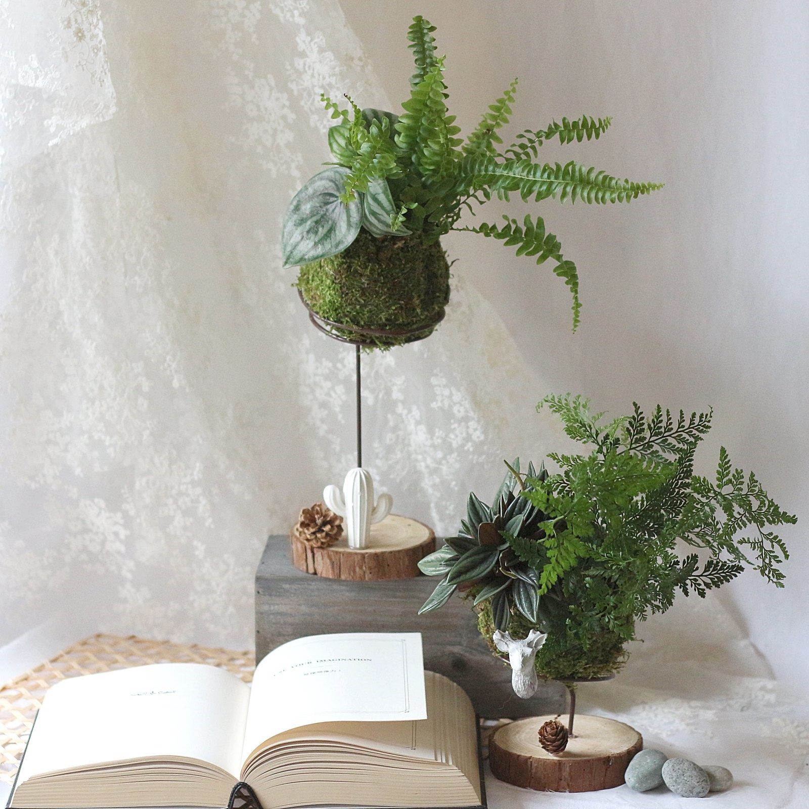 DIY青苔球