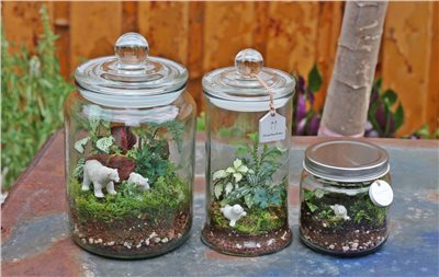 【植物生態瓶】DIY材料包+教學影片【線上】