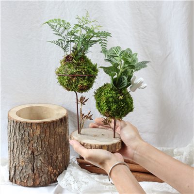 綠植星球