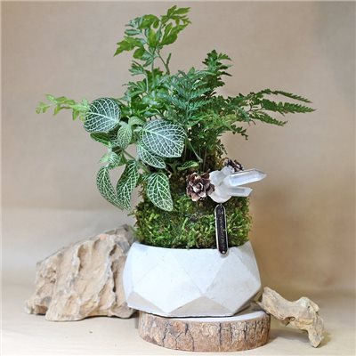 苔球