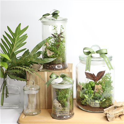 【植物生態瓶】DIY材料包+教學影片【線上】