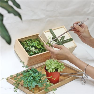 大地植物青苔盒/體驗活動