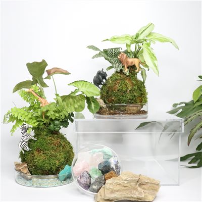 【體驗】動物星球+水晶抓週