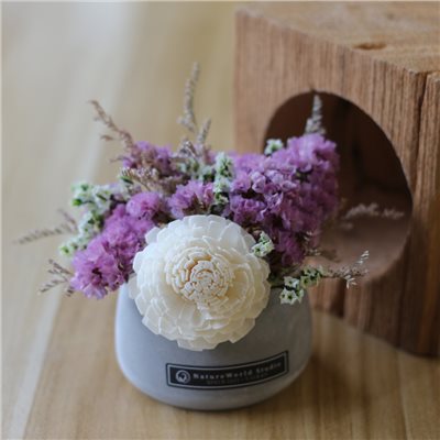 水泥盆索拉擴香小桌花
